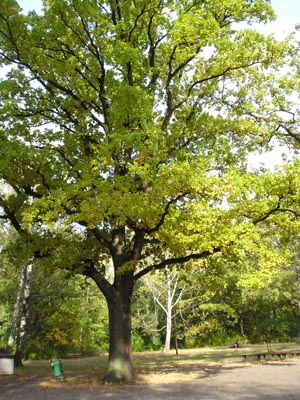 Park na Zdrowiu — photo from their website